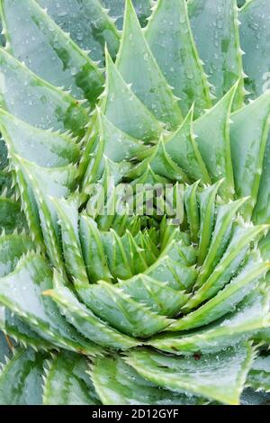 Das spiralförmige Muster der Blätter der sukkulenten Aloe polyphylla, Spiral Aloe. Kroonaalwyn, lechala kharetsa, oder vielblättrige Aloe Stockfoto