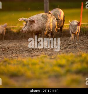 Schweine essen auf einer Wiese in einem organischen Fleisch Farm Stockfoto