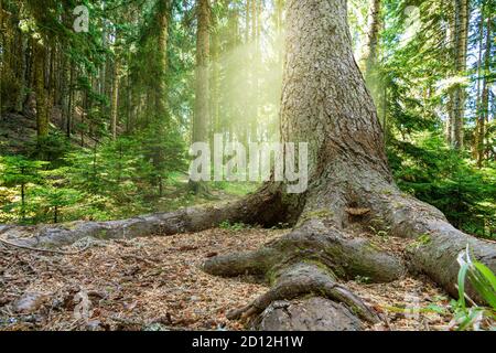 Nahaufnahme eines alten Baumes mit großen Wurzeln in einem wunderschönen Wald im Frühling mit strahlender Sonne, die durch die Bäume scheint. Hochwertige Fotos Stockfoto