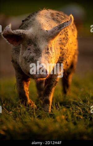 Schweine essen auf einer Wiese in einem organischen Fleisch Farm Stockfoto