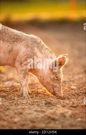 Schweine essen auf einer Wiese in einem organischen Fleisch Farm Stockfoto