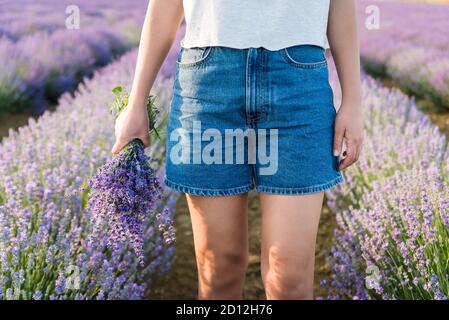 Die Hand der Frau hält einen schönen Strauß Lavendelblüten. Stockfoto
