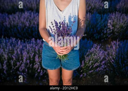 Die Hand der Frau hält einen schönen Strauß Lavendelblüten. Stockfoto