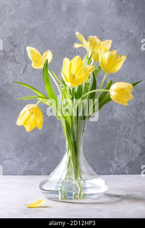 Strauß gelber Tulpen mit Blättern in Glasvase über grau Textur Hintergrund. Immer noch leben. Frühling Grusskarten Stockfoto