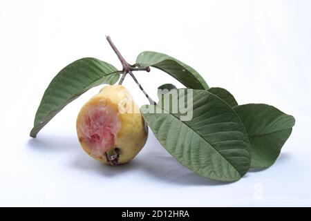 Frische rote Guava mit Fledermausbiss Marken. Das Konzept einer ungesunden Frucht mit einem isolierten weißen Hintergrund Stockfoto