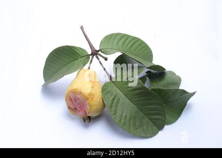 Frische rote Guava mit Fledermausbiss Marken. Das Konzept einer ungesunden Frucht mit einem isolierten weißen Hintergrund Stockfoto