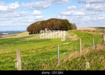 Klumpen kleine Copse von Buchen, Fagus sylvatica, Kreide Scarp Hang Hackpen Hill, Wiltshire, England, Großbritannien Stockfoto