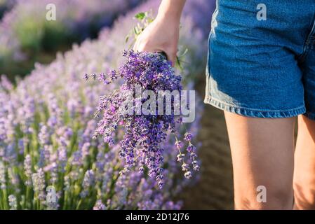 Die Hand der Frau hält einen schönen Strauß Lavendelblüten. Stockfoto