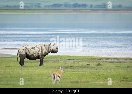 Schwarzes Nashorn steht wachsam auf grünem Gras in der Nähe von Wasser in Ngorongoro Krater in Tansania Stockfoto