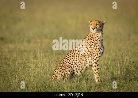 Horizontales Porträt eines erwachsenen Geparden, der in Grasebenen sitzt Von Masai Mara in Kenia Stockfoto