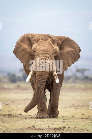 Vertikales Porträt eines großen Elefantenbullen mit Schlamm bedeckt Zu Fuß in Richtung Kamera im Amboseli National Park in Kenia Stockfoto