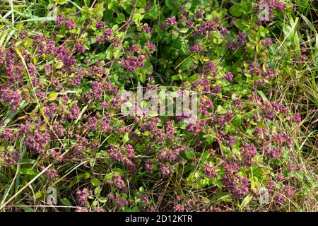 Violette Blüten von Oregano, auch Origanum vulgare oder echter dost genannt Stockfoto