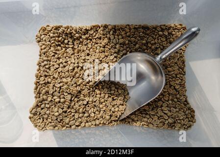 Grüne Kaffeebohnen in einem Kunststoffbehälter mit einem Metalllöffel, der auf das Rösten in einem Rösterhaus wartet, Produktion von Lebensmittelgetränken. Stockfoto