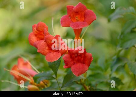 Schöne rote Blüten der Trompetenrebe oder Trompetenschrecke Campsis radicans. Campsis Flamenco leuchtend orange Blüten Stockfoto