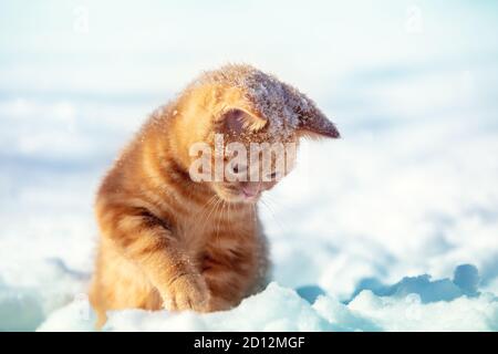 Portrait eines kleinen lustigen Kätzchens sitzt im Winter auf dem Schnee. Das Kätzchen spielt mit Schnee Stockfoto