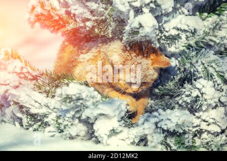 Rote Katze sitzt auf der mit Schnee bedeckten Tanne Im Winter Stockfoto