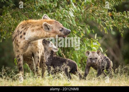 Hyena weiblich und ihre beiden Hyena Jungen zeigen Zuneigung in Masai Mara in Kenia Stockfoto