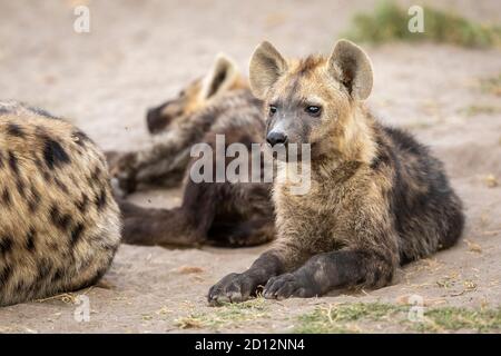 Baby Hyäne liegend und wachsam unter seinem Clan in Savuti in Botswana Stockfoto