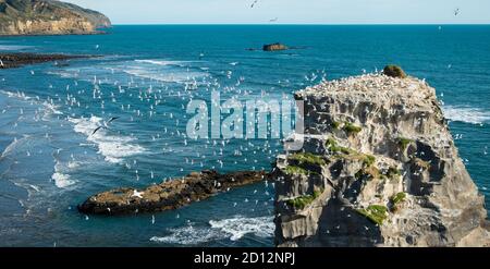 Große Schar von Möwen fliegen über Muriwai Gannet Colony, Waitakere, Auckland Stockfoto