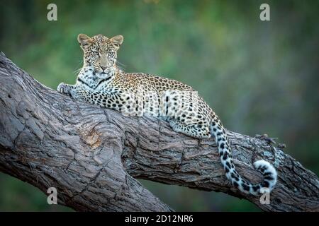 Horizontales Porträt eines erwachsenen Leoparden auf einem großen liegen Baumzweig in Khwai River Okavango Delta in Botswana Stockfoto