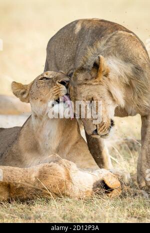 Vertikales Porträt von zwei Löwen, die sich in Masai begrüßen Mara in Kenia Stockfoto