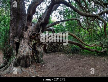 Verdrehte, fast mystische Formen und Ausstrecken Äste von alten Eibenbäumen über 100 Jahre alt in Kingley Vale West Sussex Stockfoto