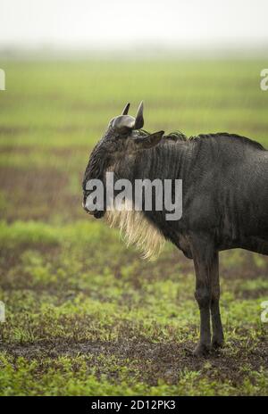 Vertikales Porträt eines nassen Gnus, der im Regen steht In Ngorongoro Krater in Tansania Stockfoto