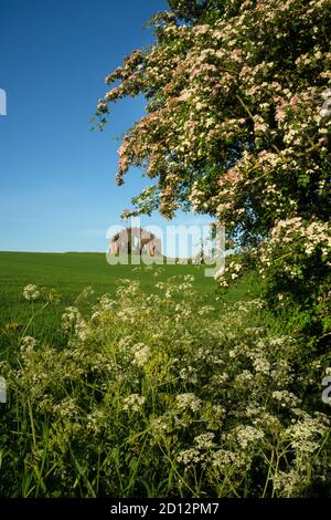 Rousham Hingucker Torheit im Steeple aston, Oxfordshire Stockfoto