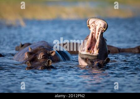 Hippo Gähnen mit offenem Mund im Chobe River in Botswana Stockfoto