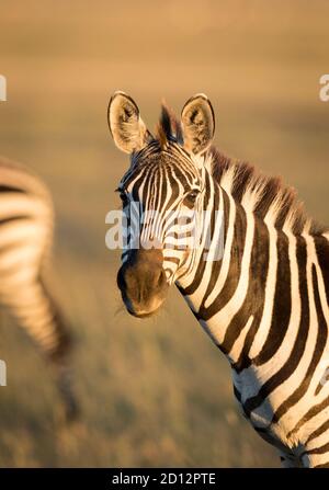 Vertikales Porträt eines erwachsenen Zebras, das die Kamera anschaut goldenes Morgenlicht in Masai Mara in Kenia Stockfoto