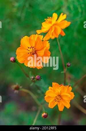 Orangenblüten Kosmos im Herbstgarten. Schöne florale Hintergrund. Nahaufnahme. Vertikales Zuschneiden. Selektiver Fokus. Stockfoto