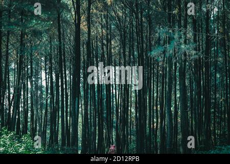 Weg im Wald Stockfoto