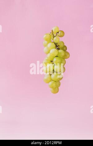 Bündel von reifen Trauben grün über rosa Pastell Pin-up-Hintergrund. Kopieren Sie Platz. Stockfoto