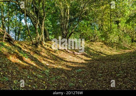 Erdarbeiten und Überreste eines multivallaten Bergfests aus der Eisenzeit, Hunsbury Hill, Northampton, Großbritannien Stockfoto