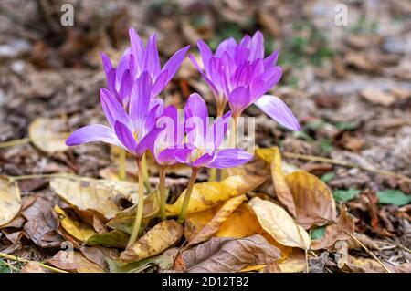 Colchicum purple wächst im Garten. Blühender violetter Colchicum auf einem Hintergrund herbstlicher Blätter. Nahaufnahme. Stockfoto