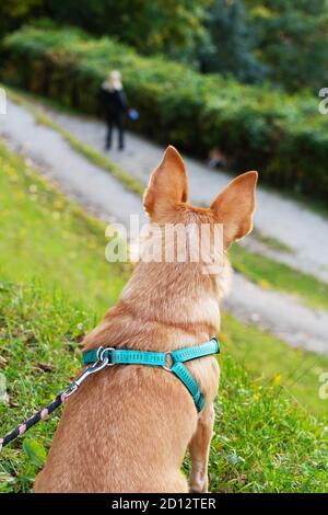 Kleine Hündin mit spitzen Ohren sitzt und beobachtet einen Hundespaziergänger und ihren Hund aus erhöhter Position. Hunde, Haustiere und Obedience Trainingskonzepte Stockfoto