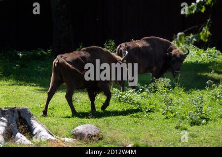 Europäische Bisons (Bison bonasus) grasen im Bialowieza Wald in Polen, Europa. Wildtiere essen Gras im polnischen Nationalpark. Wilde Tiere, Wildli Stockfoto