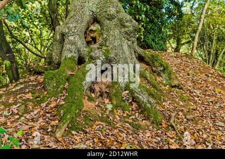 Erdarbeiten und Überreste eines multivallaten Bergfests aus der Eisenzeit, Hunsbury Hill, Northampton, Großbritannien Stockfoto