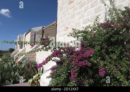 Lila Bougainvillea wächst gegen eine Steinmauer in Sizilien Stockfoto