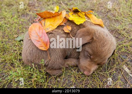 Braun niedlichen Welpen schläft mit Herbstblättern bedeckt Stockfoto