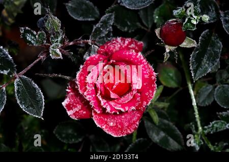 Blumen und Rosensträucher, bedeckt mit Frost an einem kalten Morgen, auf einem dunklen Hintergrund Stockfoto