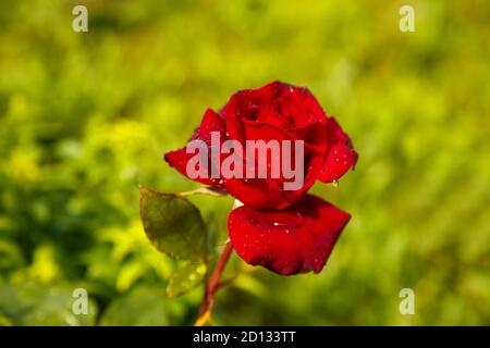 Rote Rose mit Wassertropfen nach Regen, auf verschwommenem grünem Hintergrund Stockfoto