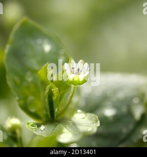 Weiße Kicherkraut Blume mit Regentropfen. Nahaufnahme bei unscharfem Hintergrund Stockfoto