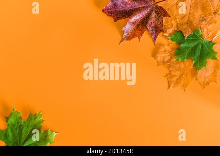 Herbst orange Hintergrund mit farbigen Ahornblättern Stockfoto