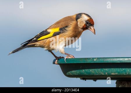 Goldfink. Gemeinsamer Gartenvogel auf einem Vogeltisch. Stockfoto