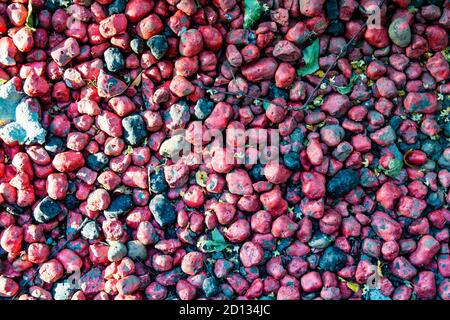 Makro-Nahaufnahme von vielen ganzen rosa Tonkieseln, leca Flatlay. Blähton-Kieselsteine Stockfoto