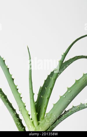 Aloe Vera Pflanze isoliert auf weißem Hintergrund. Kopieren Raum Stockfoto