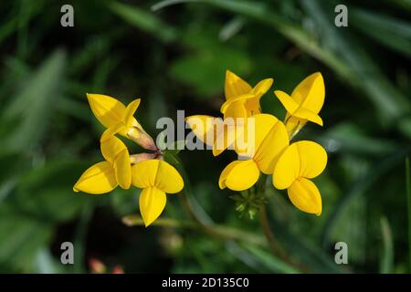 Vogelfuß-Trefoil (Lotus corniculatus), zwei Blüten Stockfoto