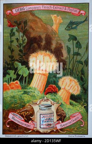 Fotos Serie senile below Sea Level, Sea Anemone, Metridium, Sea Anemone / Bilderserie unter dem Meeresspiegel, Seenelke, Metridium senile, Seeanemone, digital verbesserte Reproduktion eines Sammelbildes der Firma Liebig, geschätzt ab 1900, pd / digital verbesserte Reproduktion eines Sammelbilds von ca 1900, gemeinfrei Stockfoto