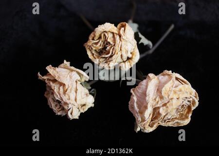 Trockene weiße Rosen auf schwarzem Fell verbrannten Hoffnung des Glaubens Stockfoto
